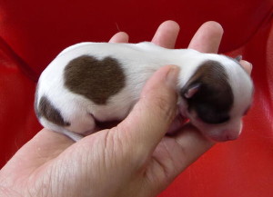 Brother Born For Chihuahua With Heart-Shaped Markings